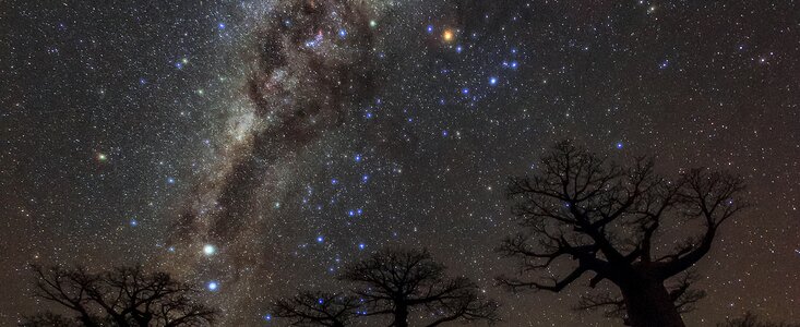 Milky Way over Avenue of Baobabs