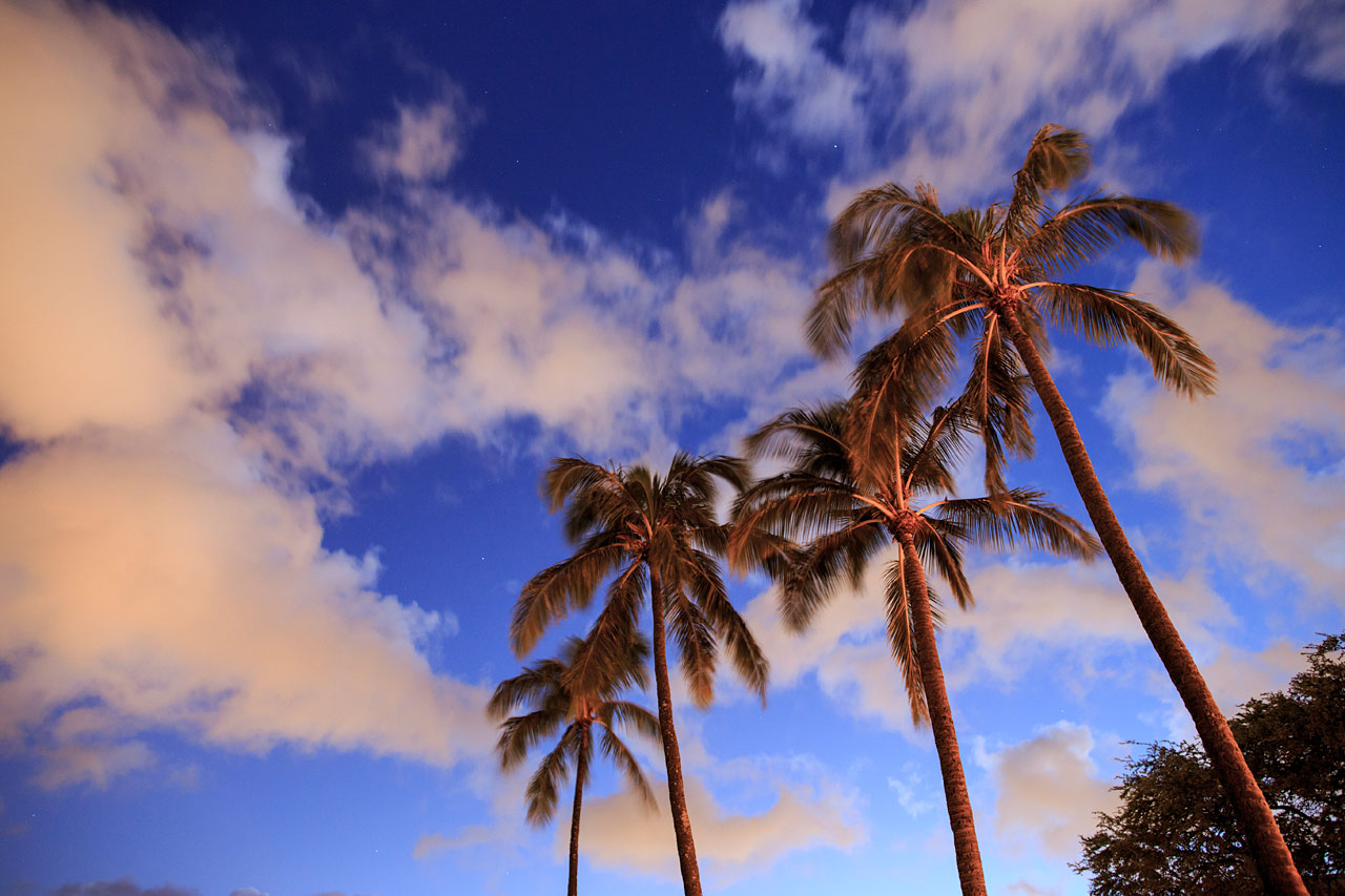 Palm trees in Honolulu