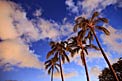 Palm trees in Honolulu